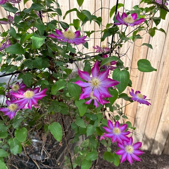 Meet your Posher, Kelly Co - Picture 6 of 9